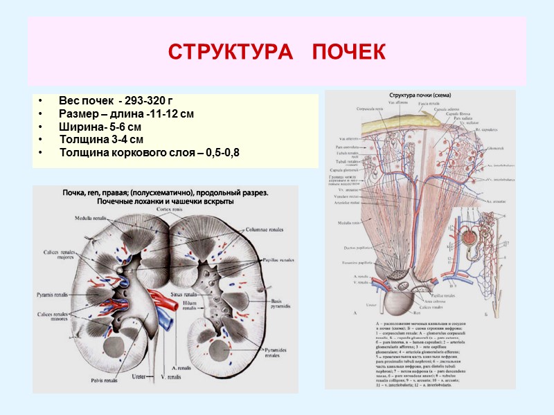 СТРУКТУРА   ПОЧЕК Вес почек  - 293-320 г Размер – длина -11-12